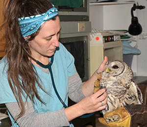 Tari Examines a Barred Owl