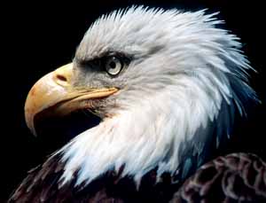 Bald Eagle Bald Eagle