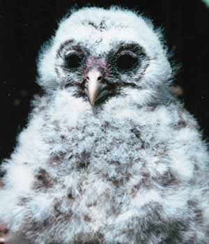 Barred Owl younger nestling Barred Owl younger nestling