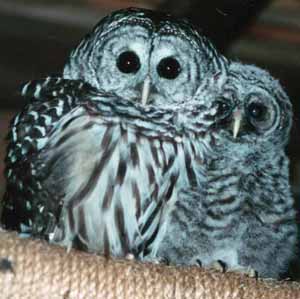 Barred Owl adult and older nestling Barred Owl adult and older nestling
