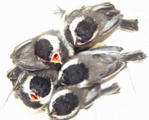 Older Chickadee nestlings Older Chickadee nestlings