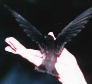 Chimney Swift Chimney Swift