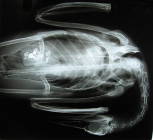 Common Loon X-ray showing ingested fishing gear