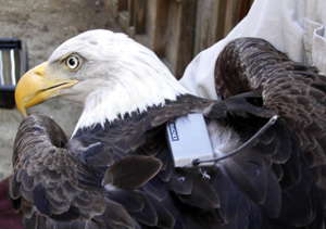 Eagle harnessed