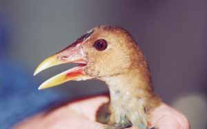 Purple Gallinule Purple Gallinule
