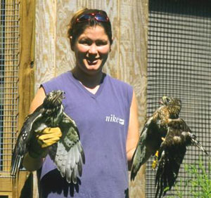 Heather and Broad-winged Hawks