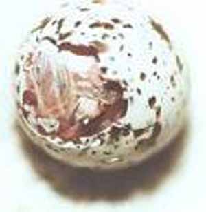 Least Tern hatching egg Least Tern hatching egg