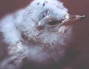 Least Tern nestling Least Tern nestling