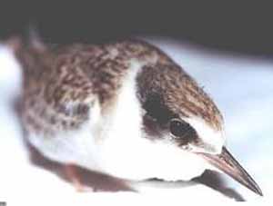 Least Tern fledgling Least Tern fledgling