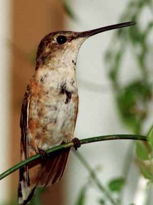 Rufous Hummingbird Rufous Hummingbird