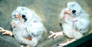 Kestrel nestlings Kestrel nestlings