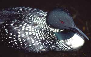 Lead-poisoned Loon Lead-poisoned Loon