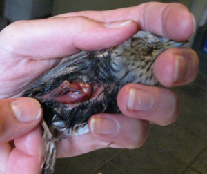 Lincoln's Sparrow killed by cat