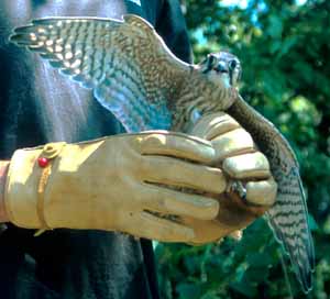 Kestrel ready to release Kestrel ready to release