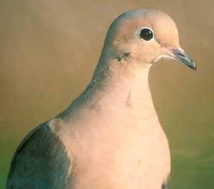 Mourning Dove adult
