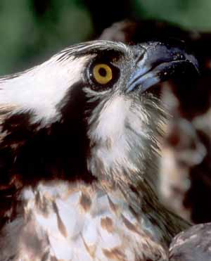 Osprey Osprey