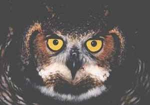 Great Horned Owl Great Horned Owl
