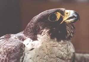 Peregrine Falcon Peregrine Falcon