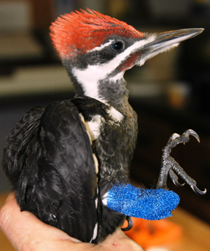 Pileated Woodpecker nestling with leg fracture