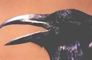 Common Raven Common Raven