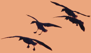 Snow Geese landing