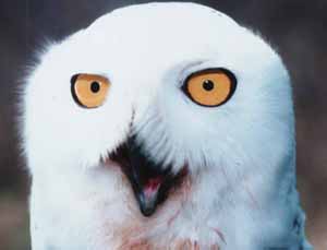 Snowy Owl Snowy Owl
