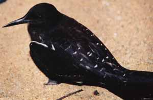 Sooty Tern Sooty Tern