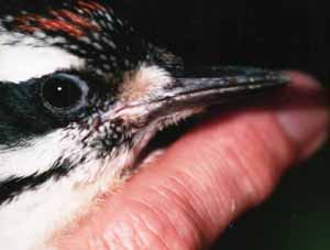 Hairy Woodpecker Hairy Woodpecker