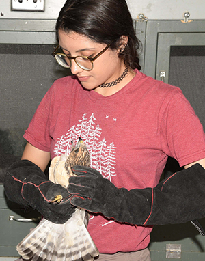 Brianna holds a Broad-winged Hawk