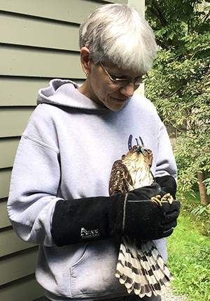 Deb holds a Cooper's Hawk