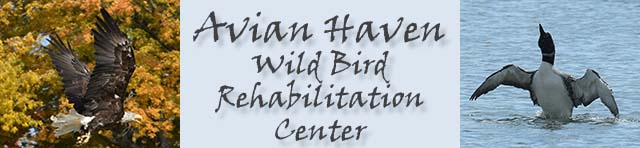 Avian Haven Wild Bird Rehabilitation Center