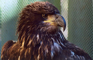 First-year Bald Eagle