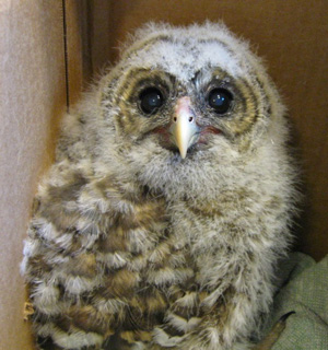 Barred Owl nestling