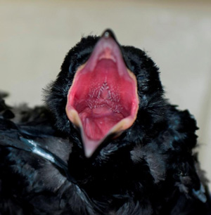 Common Raven nestling