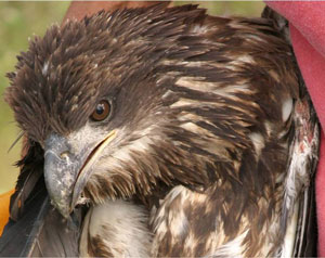 Hampden Eagle
