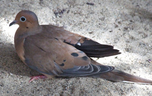Mourning Dove with a shoulder injury caused by a window strike