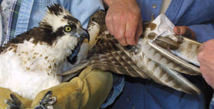 Imping an Osprey Feather